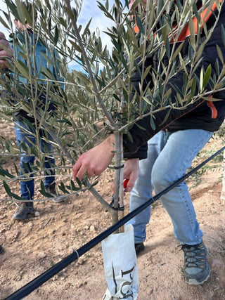 Hemos comenzado la poda manual del olivo superintensivo