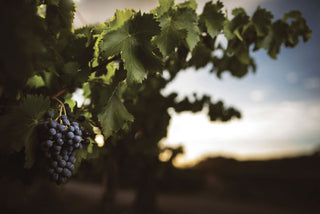 Como controlar la acidez de lo vinos en climas extremos