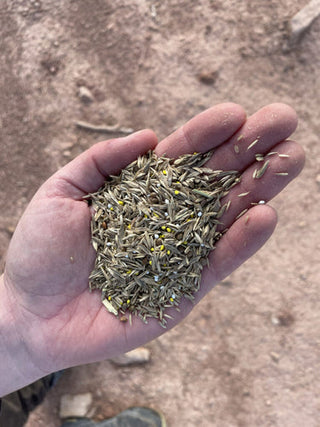 El porqué de las las cubiertas verdes en el olivar