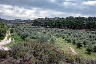 EL CUIDADO DEL SUELO DEL OLIVAR