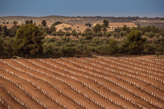 Del olivo tradicional al super intensivo - pons1945.com