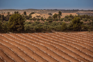 Del olivo tradicional al super intensivo