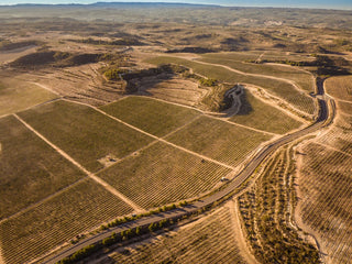 El Smarttree se implementará en las nuevas fincas de olivo de PONS: Un Modelo de Cultivo Innovador - pons1945.com