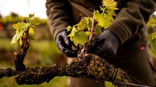 Desbrotar en Viticultura: La Clave para la Calidad del Vino - pons1945.com