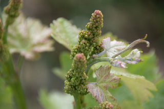 La Sinfonía de la Floración en CLOS PONS: Un Espectáculo de Variedades