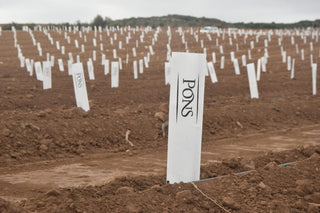 Nueva plantación de Lecciana, 32 hectáreas cultivadas con el modelo de cultivo Smartree