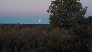 Vendimia Nocturna – Clos Pons