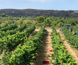 Clos Pons inicia la vendimia 2020 - pons1945.com