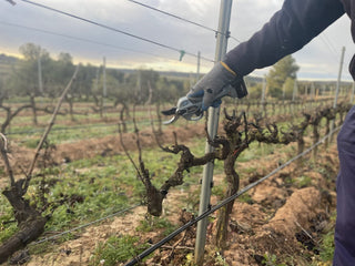 La Poda en Clos Pons: Clave para el Equilibrio del Viñedo y la Calidad del Vino - pons1945.com