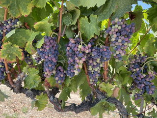 El Espectáculo del Envero en Clos Pons - pons1945.com