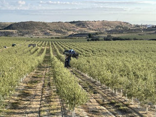 Pons da Inicio a la Cosecha y Molturación de aceites 2024. - pons1945.com