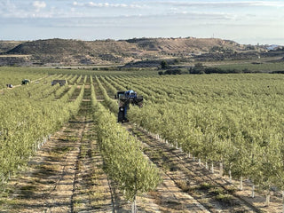 Pons da Inicio a la Cosecha y Molturación de aceites 2024.