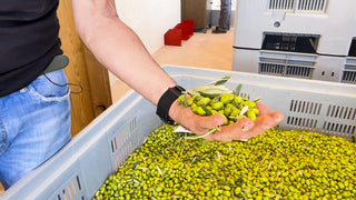 ¡Está ocurriendo ahora! Los primeros aceites de oliva de la cosecha 2023 de PONS, producidos en su nuevo y recién inaugurado molino 🌿🍶