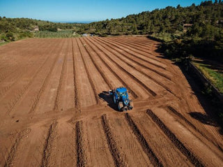 PONS apuesta por nuevas variedades de olivo a l’Albagés - pons1945.com