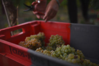 Vendimia 2021, con buenas previsiones a nivel de volumen y calidad