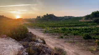 La Vendimia Nocturna de Clos Pons: Una Estrategia que Garantiza la Calidad - pons1945.com