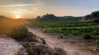 La Vendimia Nocturna de Clos Pons: Una Estrategia que Garantiza la Calidad