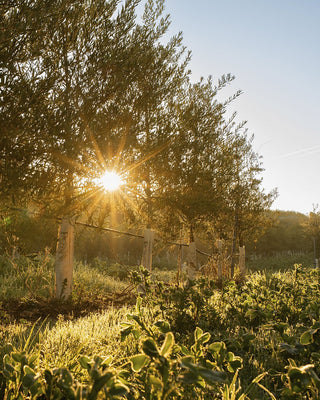 Cubiertas vegetales en el olivar: la decisión agronómica que regenera el suelo - pons1945.com