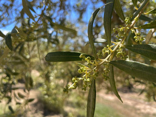 Es tiempo para la inflorescencia del fruto de la oliva en PONS