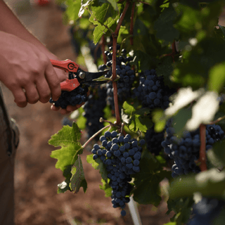 Inovaciones en Viticultura: Tecnologías Sostenibles Aplicadas en CLOS PONS - pons1945.com