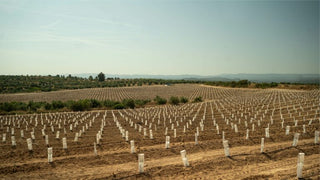 Seguimos creciendo: nueva plantación de 60 hectáreas de olivar en nuestras fincas