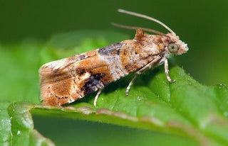 Una Estrategia Integral: Prácticas Sostenibles en la Prevención de Plagas en el viñedo.