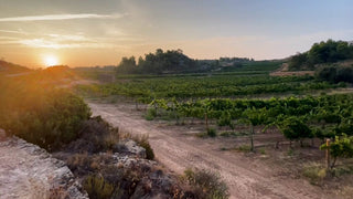 Nuestro Departamento de Enología comparte sus impresiones sobre la cosecha 2024 - pons1945.com