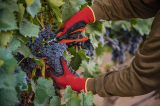 Vendimia 2026 en Clos Pons: el mejor volumen en tres años - PONS