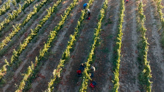 Vendimia 2023, desafíos y salto de calidad en los vinos blancos en añadas cálidas - pons1945.com