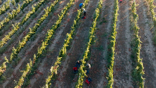 Vendimia 2023, desafíos y salto de calidad en los vinos blancos en añadas cálidas